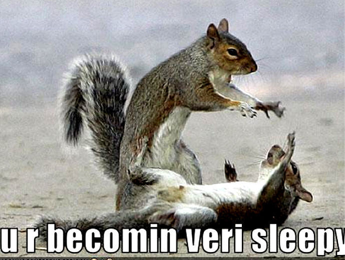 funny animales funny animales
